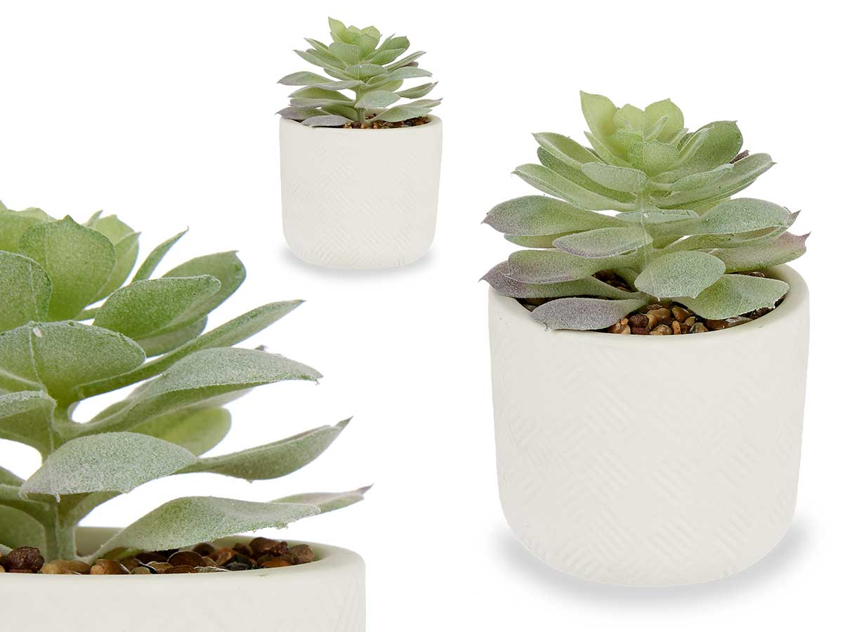 PLANTA HOJA REDONDA CON MACETA BLANCA 9X14CM