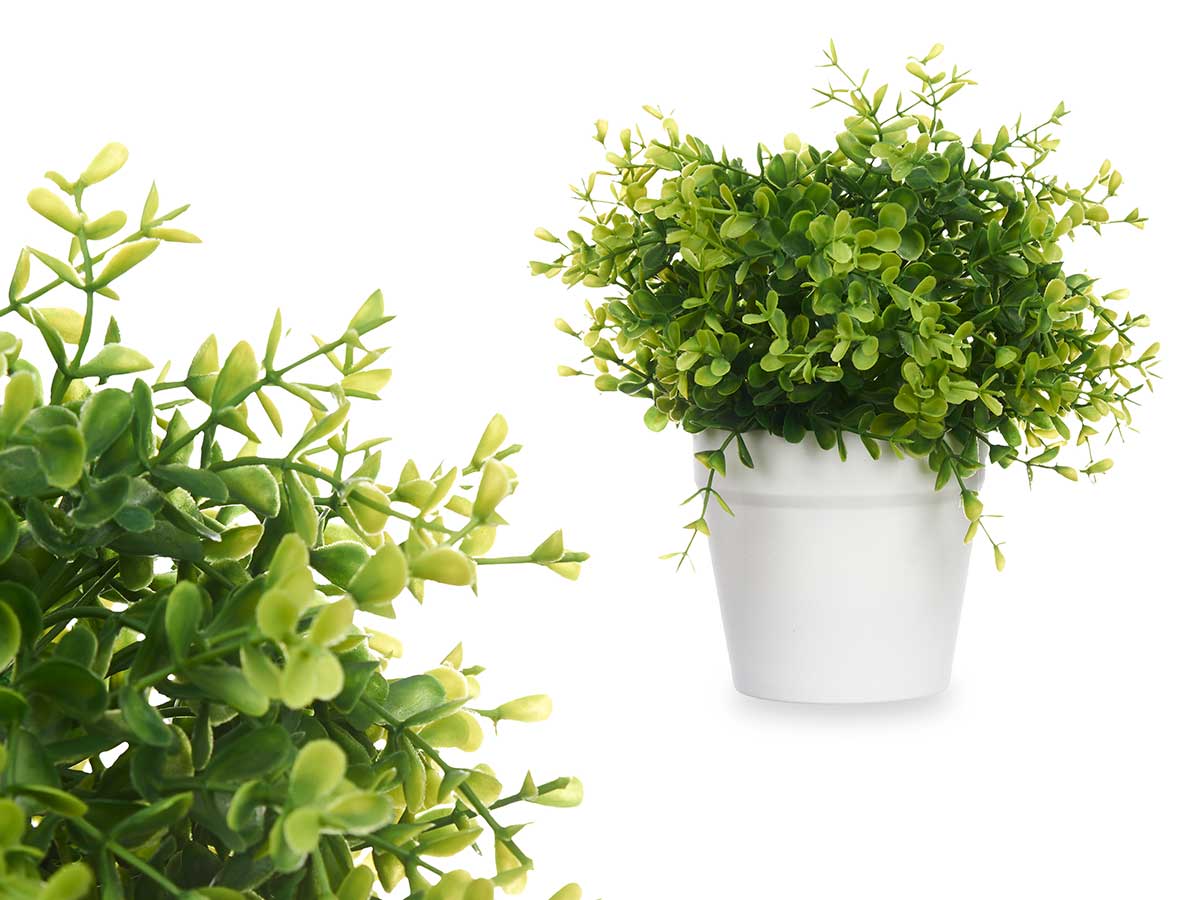 PLANTA HOJAS PEQUEÑAS MACETA BLANCA