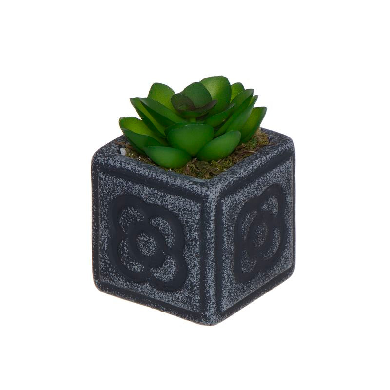 CACTUS EN MACETA PANOT M