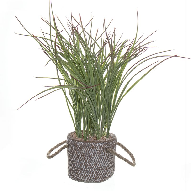 PLANTA GRASS MACETA