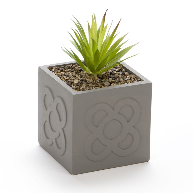 CACTUS EN MACETA PANOT