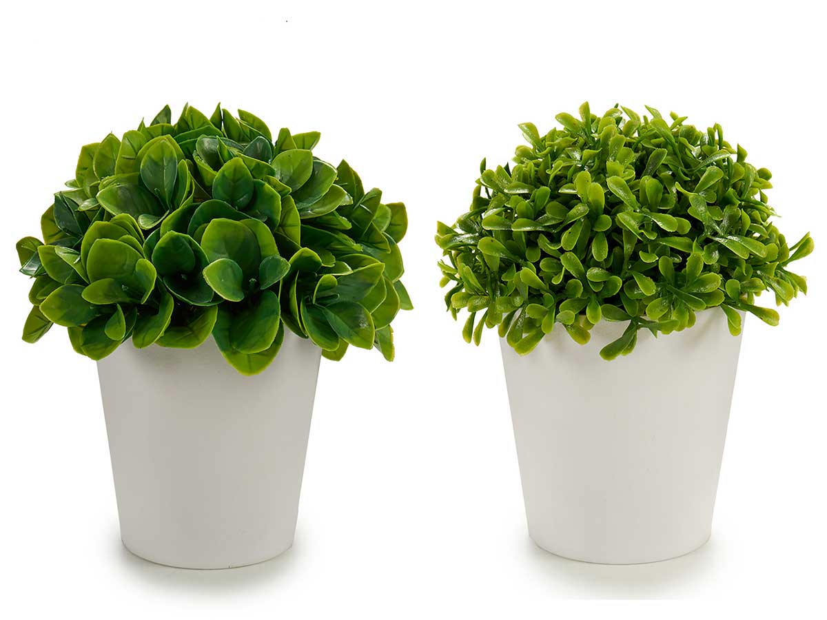 MACETA BLANCA HOJAS CORTAS